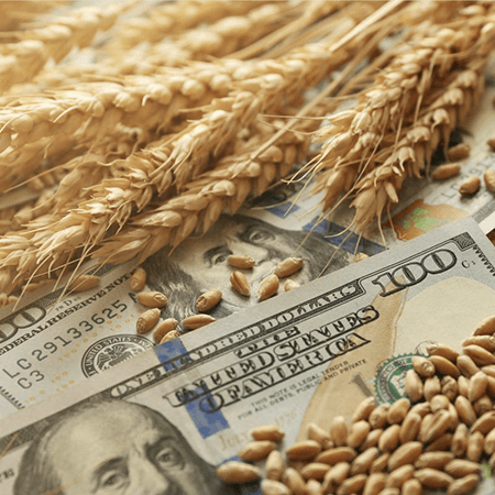 Россия продолжает увеличивать своё доминирование в экспорте пшеницы